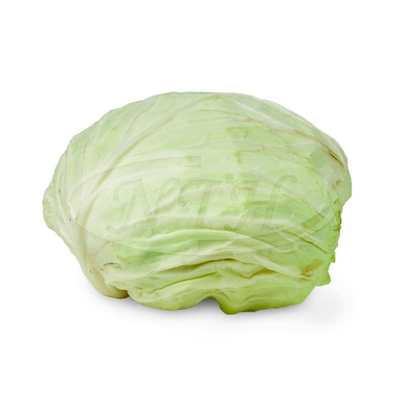 Cameron Round Cabbage/ Kubis Bulat Cameron